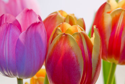 Close-up of pink tulips blooming in park