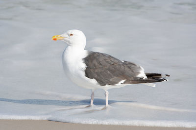 Close-up of seagull on beach