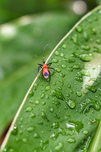 Close-up of insect on wet leaf