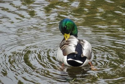 Close-up of mallard duck swimming in lake