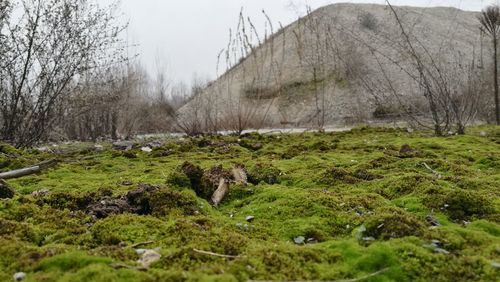 Close-up of moss on landscape against sky