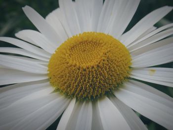 Close-up of white daisy flowers