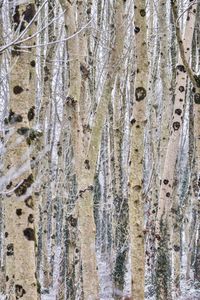 Full frame shot of tree trunk