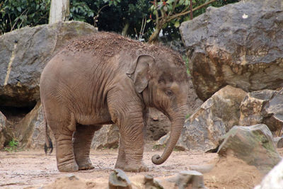 Elephant in a zoo