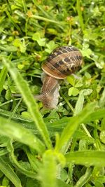 Close-up of snail on plant