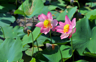 Close-up of pink lotus water lilies blooming outdoors