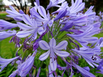 Close-up of purple flowers blooming outdoors