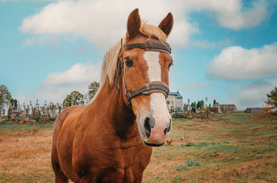 Sad brown horse on pasture. looks into the camera. blurred cemetery background.