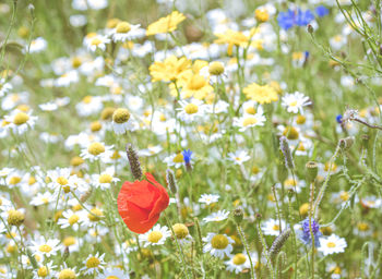 Close-up of fresh poppy flowers in field