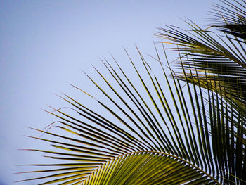 Low angle view of coconut palm tree frond against sky