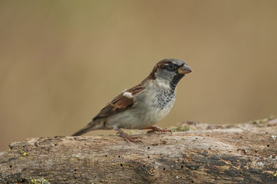 Close-up of bird perching on rock