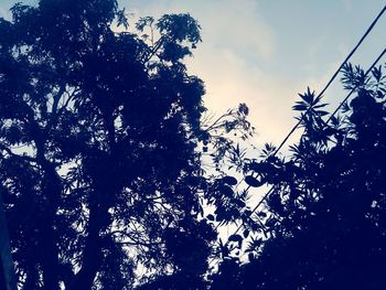 Low angle view of trees against sky