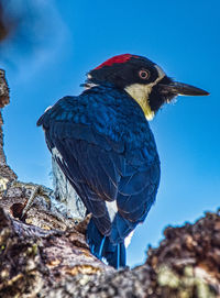 Close-up of bird perching on rock