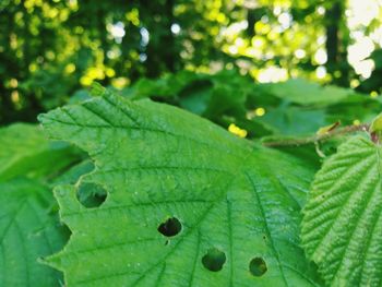 Close-up of green leaves on plant