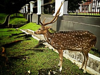 Close-up of an animal