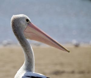 Close-up of a bird against blurred background