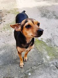 High angle portrait of dog standing outdoors