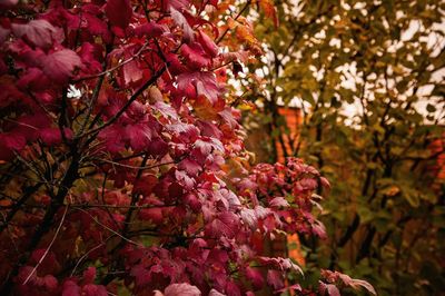 Low angle view of pink flowers on tree