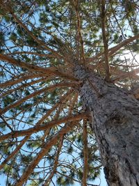 Low angle view of tree trunk