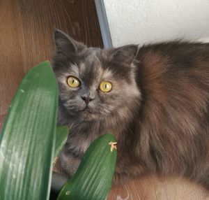 Close-up portrait of cat