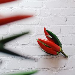 Close-up of red chili pepper on wall