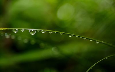 Close-up of water drops on leaf