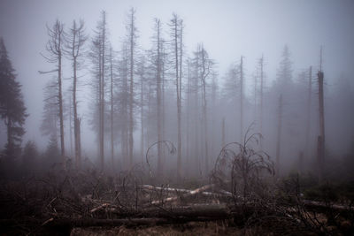 Trees in forest in a mystic light setup