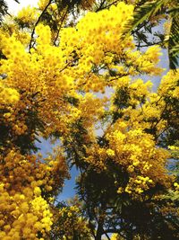 Full frame shot of yellow tree