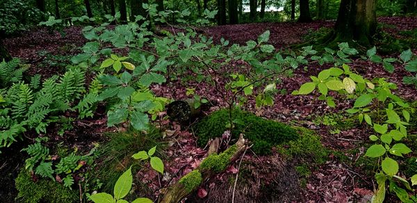 High angle view of fresh green plant in forest