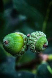 Close-up of acorns 