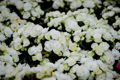 Full frame shot of white flowering plants