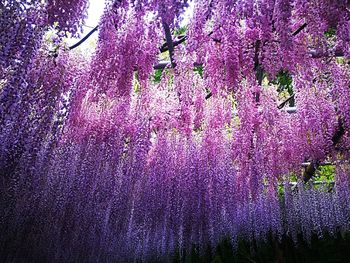 Purple flowers hanging on tree