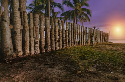 Palm trees on field against sky at sunset