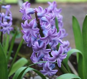 Close-up of purple flowers