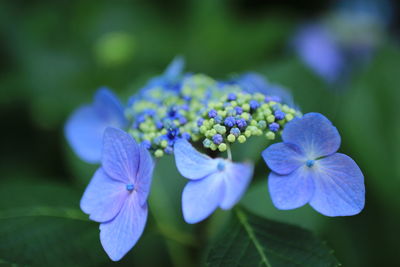 Close-up of purple hydrangea blooming outdoors