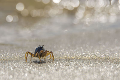 Close-up of crab on beach