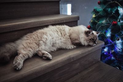 Cat on floor