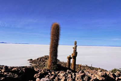 Cactus plant growing on rock in desert against sky