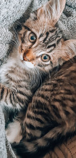 Close-up portrait of a cat