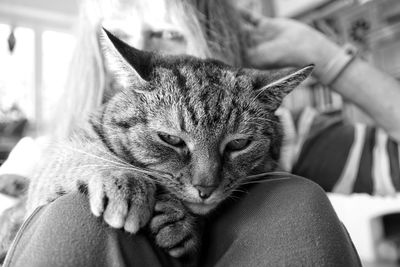 Close-up of cat on legs 