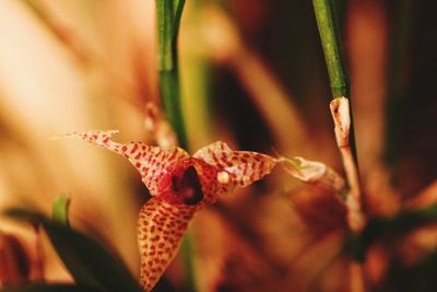 Close-up of red flowering plant