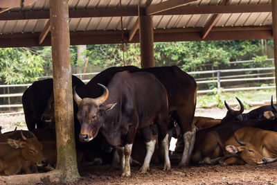 Cows in a field