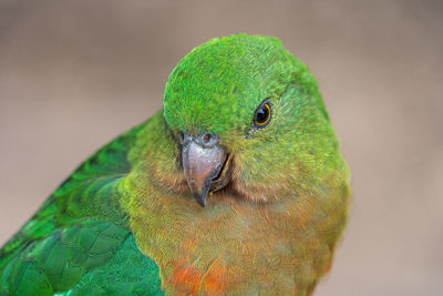 Close-up of parrot