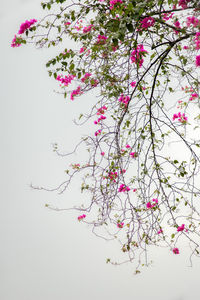 Low angle view of pink flowers