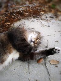 High angle view of cat resting on field