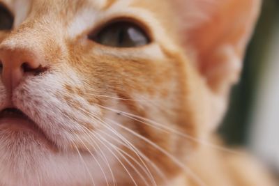 Close-up of a dog looking away