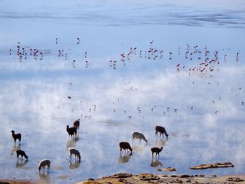 Flock of birds in the lake