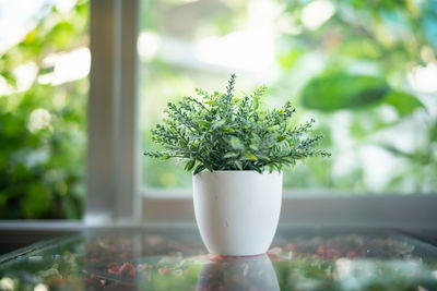 Close-up of small potted plant on table