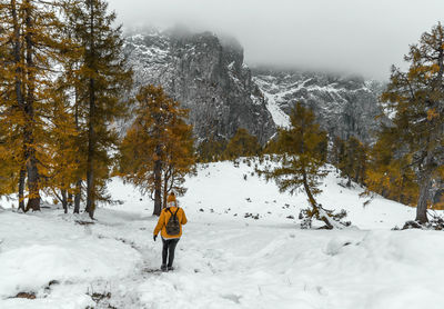 Rear view of female hiker walking on snowy path leading to larch tree forest under misty mountains