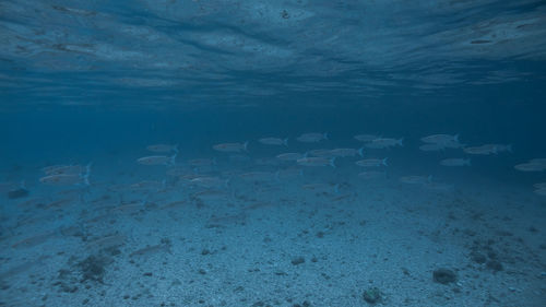 School of fish at isla verde